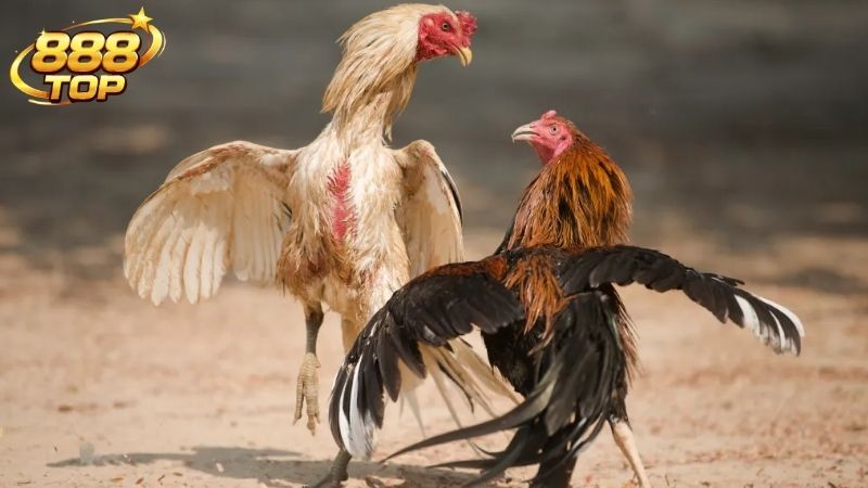 Tổng quan về sức hút của sảnh đá gà cựa dao 888TOP